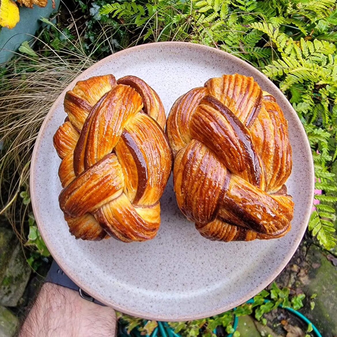 Bicolour, cross laminated, 3 strand plait buns.