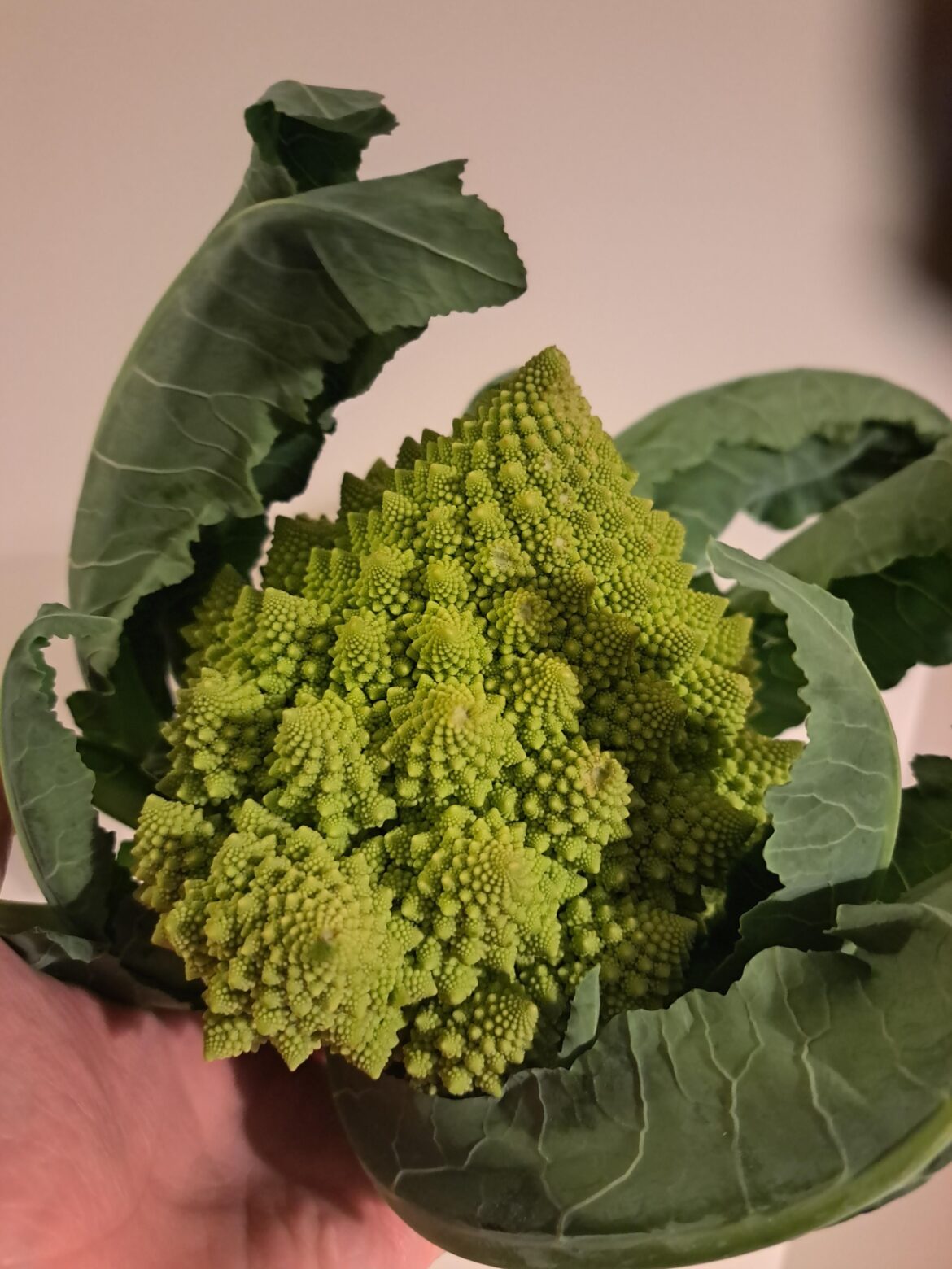 World's most beautiful vegetable