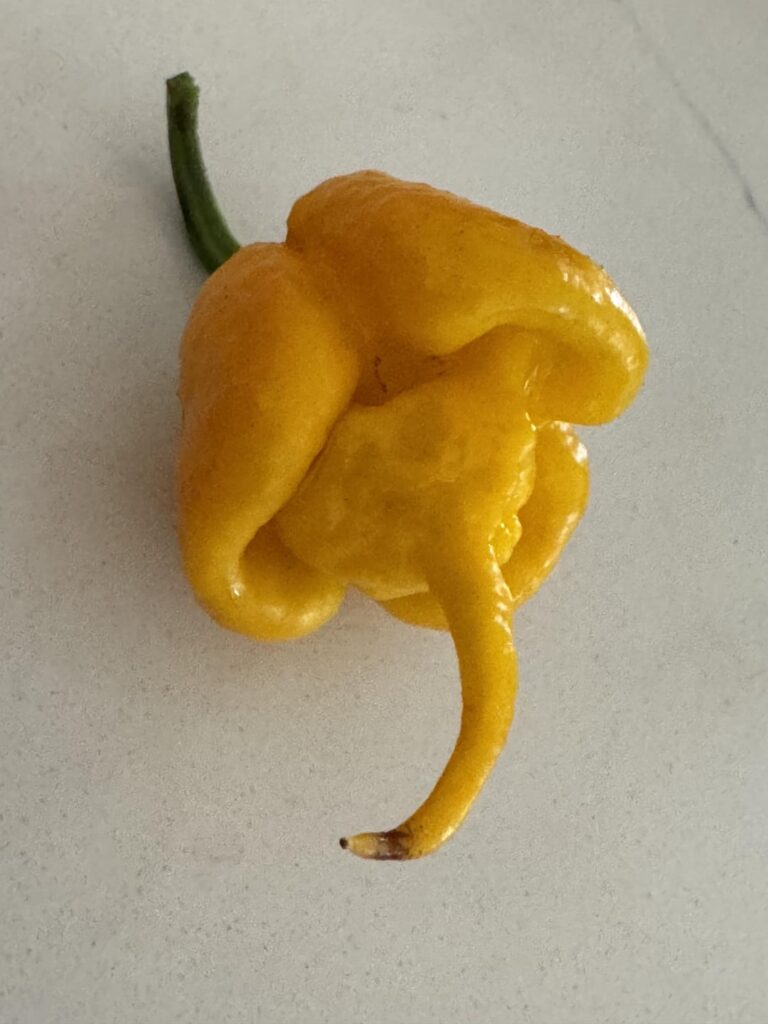 Scotch Brain / Yellow Reaper