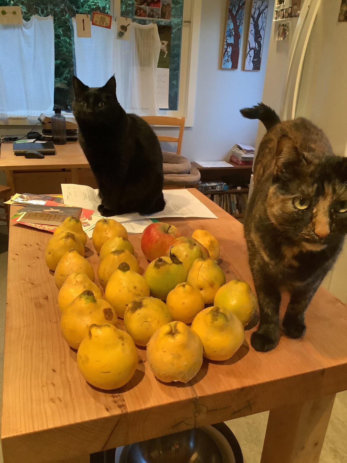 Came into a windfall of Quince. Would jelly be the best course of action?