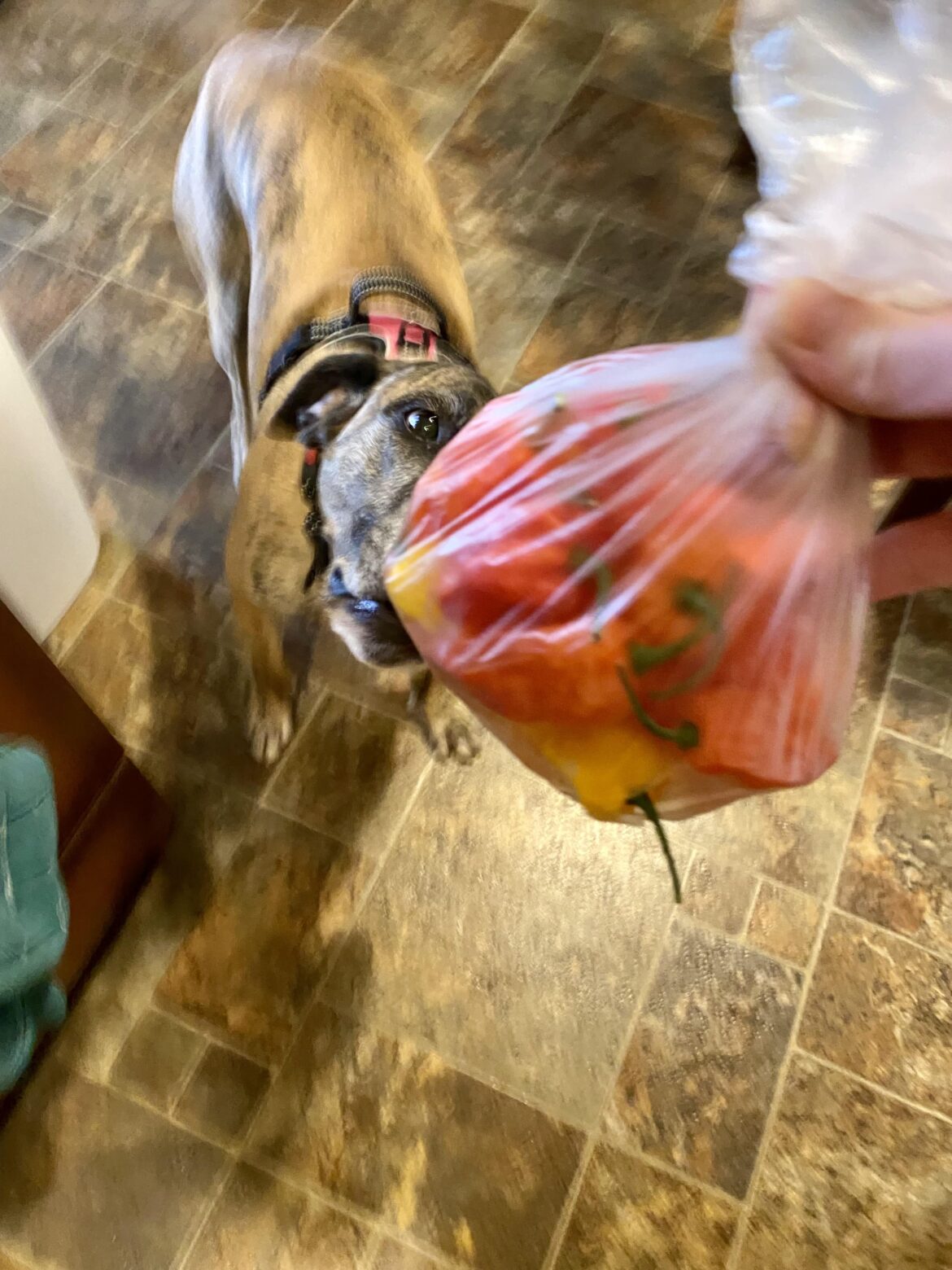 Local co-op had bhüt jolokias for the first time, at $5/lb. Inés, my dog, is very intrigued by this novel purchase.