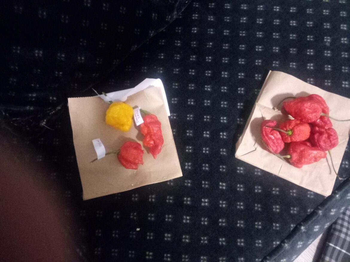 Six carolina reapers on the right. The three on the left are a “death spiral,” a “7-pot primo,” and a yellow “scorpion ghost.” I’ve already used all but two of the reapers in large crockpot chilis. SO GOOD. But if I want 5-alarm, I need to use 5 or 6 peppers. Six carolina reapers on the right. The three on the left are a "death spiral," a "7-pot primo," and a yellow "scorpion ghost." I've already used all but two of the reapers in large crockpot chilis. SO GOOD. But if I want 5-alarm, I need to use 5 or 6 peppers.