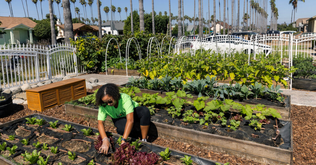 Growing Food Instead of Lawns in California Front Yards Growing Food Instead of Lawns in California Front Yards