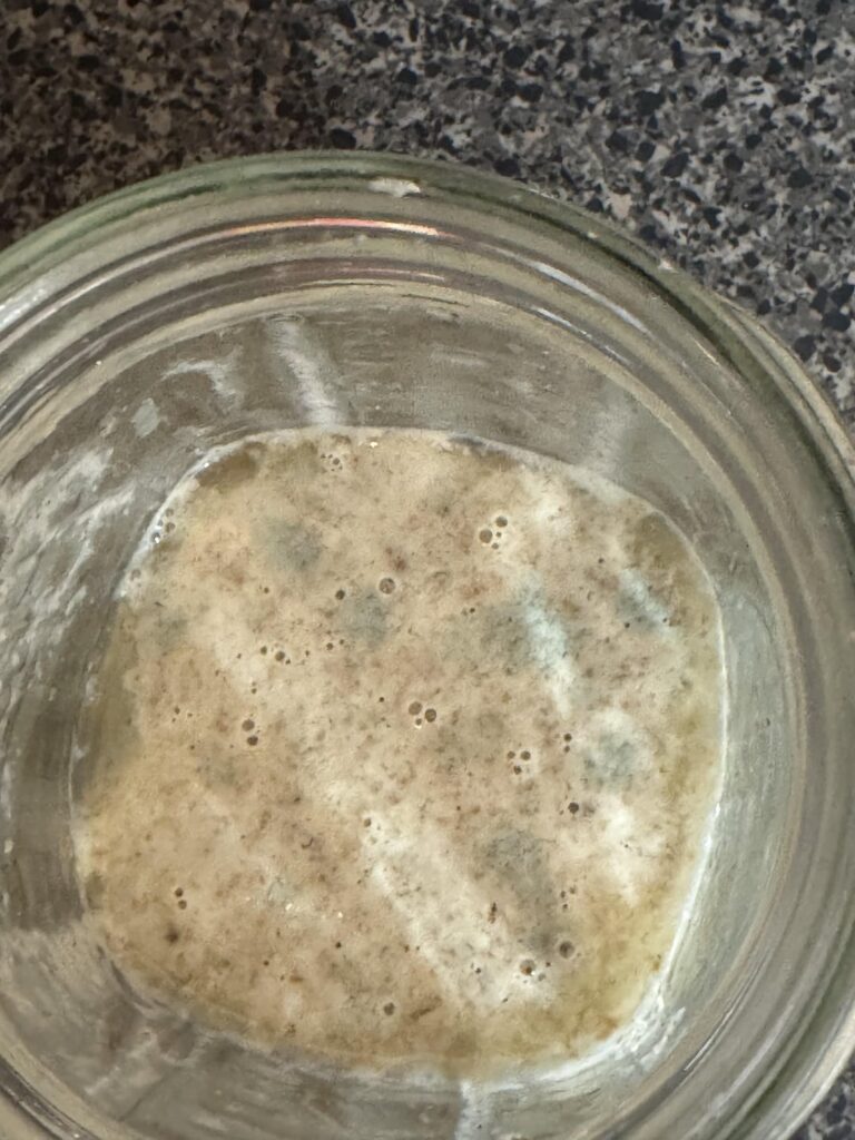 I’m assuming this green (mold?) isn’t normal. Where did I go wrong? This is 50/50 wheat/bread flour. 30 hours after first mixing. Do I feed? Is it garbage? SOS