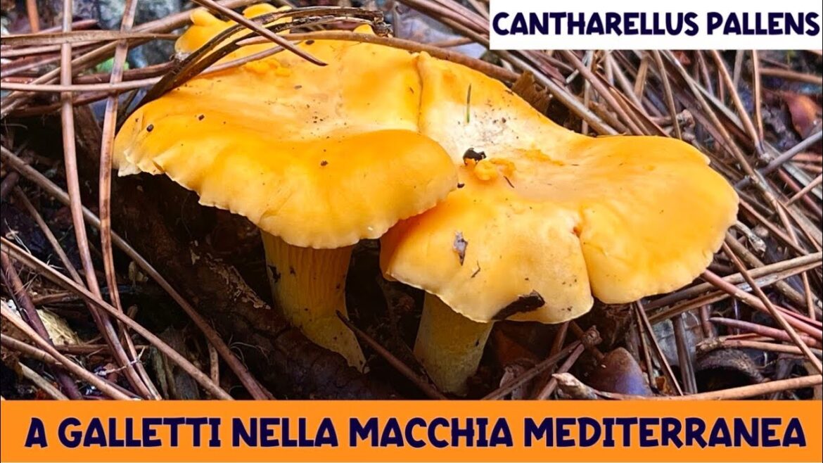 A galletti nella macchia mediterranea - Funghi 2024 [ SUB ]