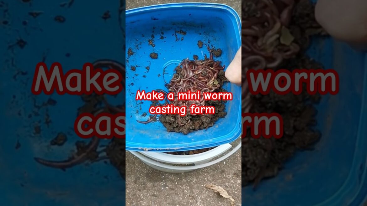 How to make a mini worm casting farm #wormfarm #wormcastings #vegetablegardening How to make a mini worm casting farm #wormfarm #wormcastings #vegetablegardening