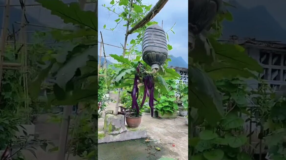 Aerial vegetable garden #rurallife #garden #plantingtips #gardening #gardeningtips #vegetables
