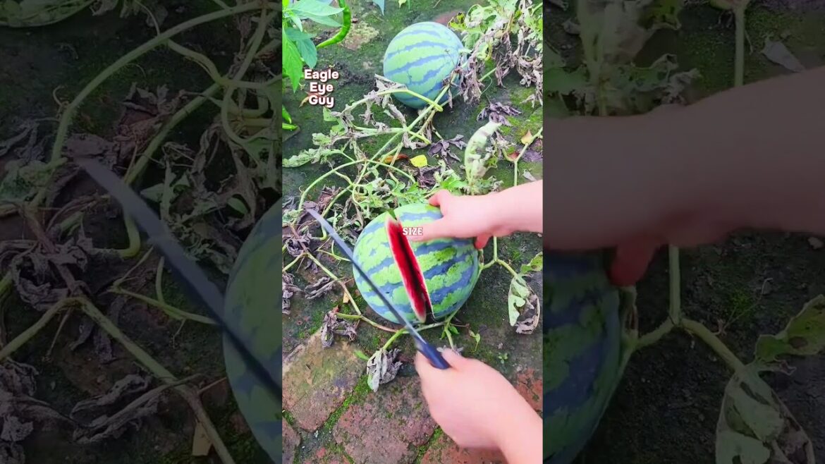 She Transforming Bricks Into  Vegetable Garden! #shorts