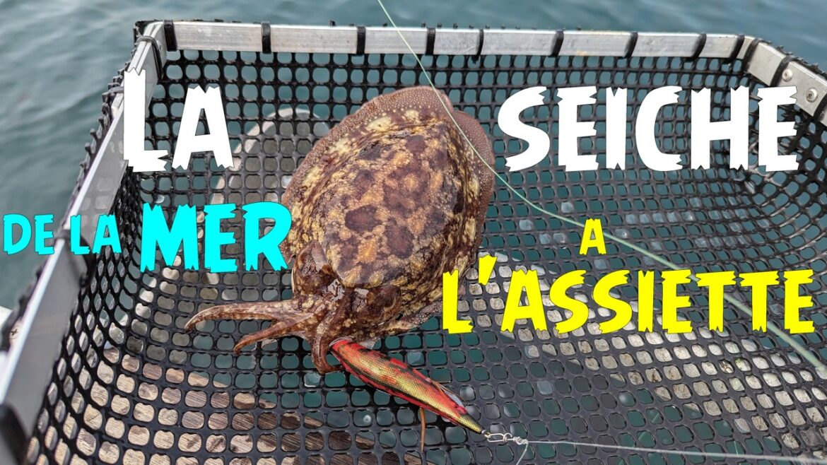 pêche de la seiche facile : De la mer à l’assiette