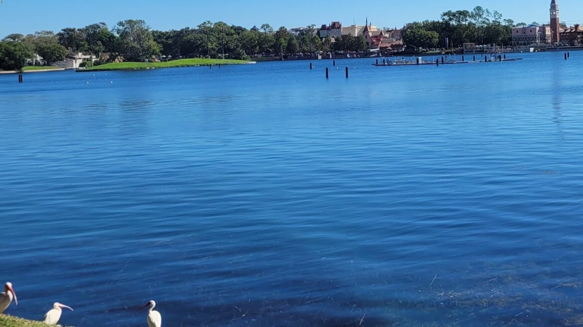 Fri-yay 6.30pm Live from Epcot