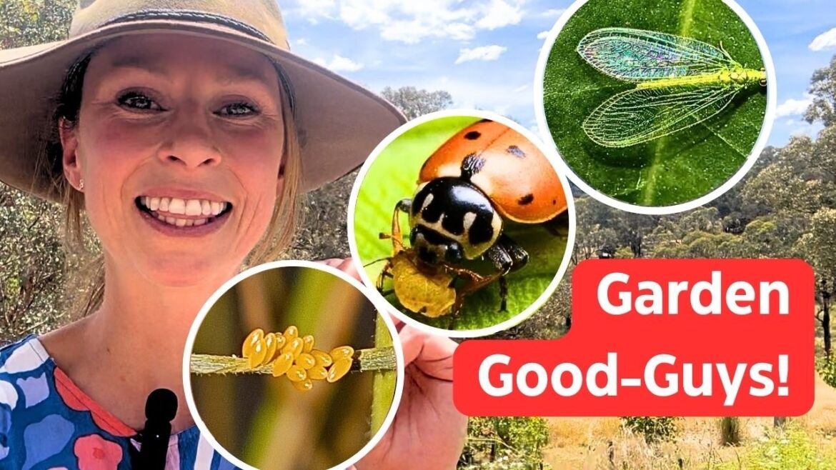 3 Beneficial Insects that will SAVE Your Vegetable Garden (and how to attract them) - Dr Paul Horne