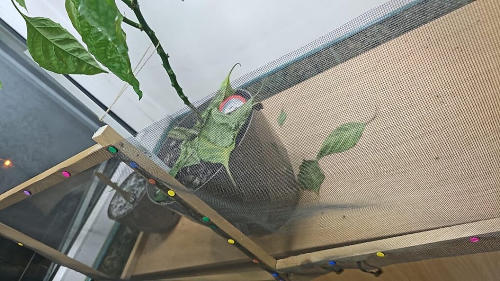 HELP Needed please! Reaper plant HELP Needed please! Reaper plant