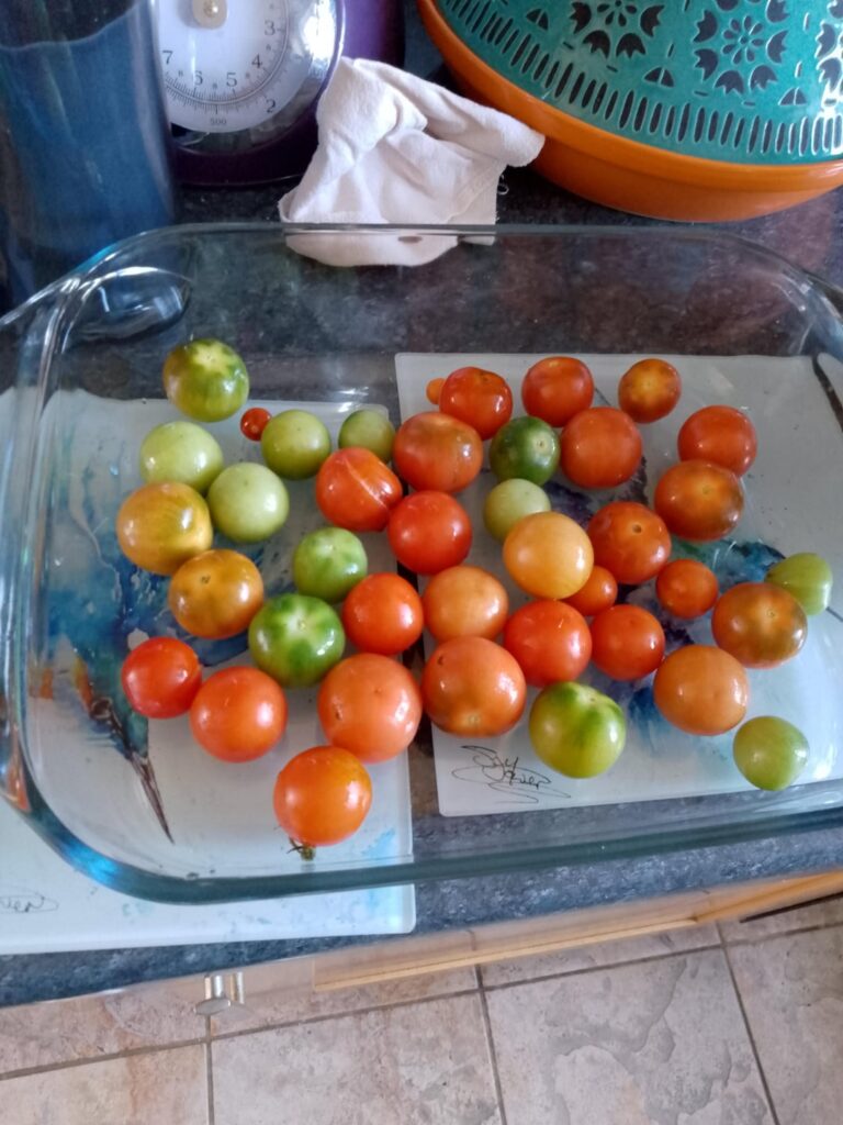 Tomato soup using tomatoes freshly picked from my garden.