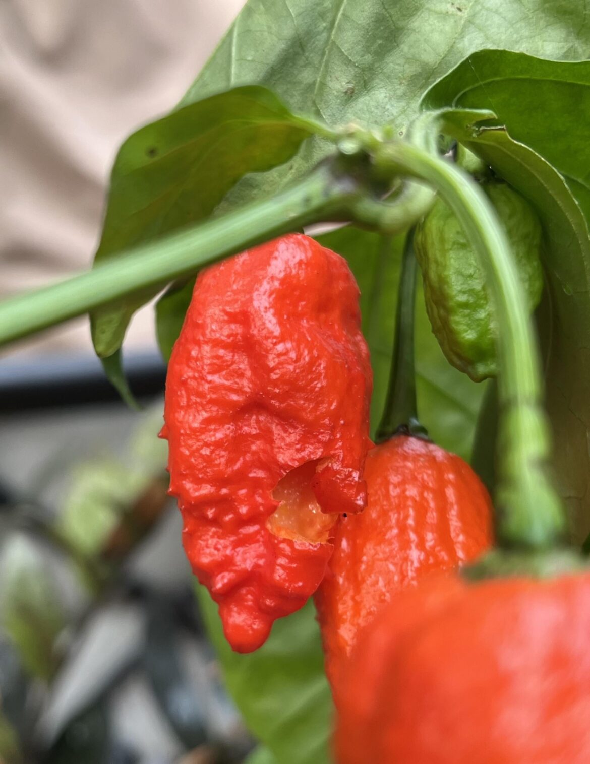 Some squirrel just learned a very hard lesson