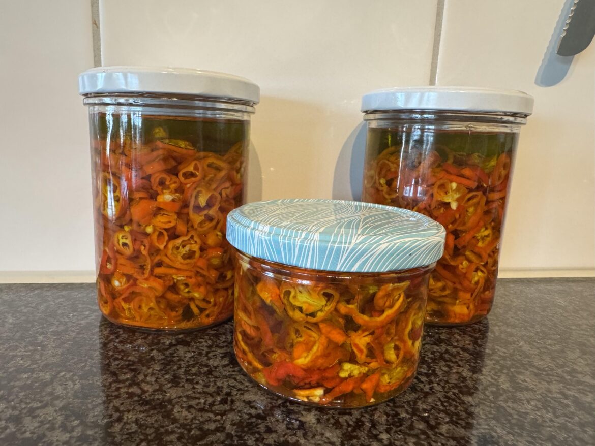 my first harvest, preserved in oil. it's not much but it's honest work 😇