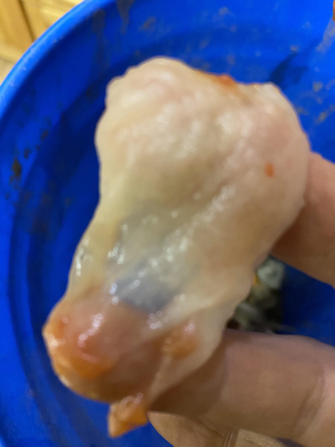 Cooked down tomatoes left in fridge for week and found this growing. Cooked down tomatoes left in fridge for week and found this growing.