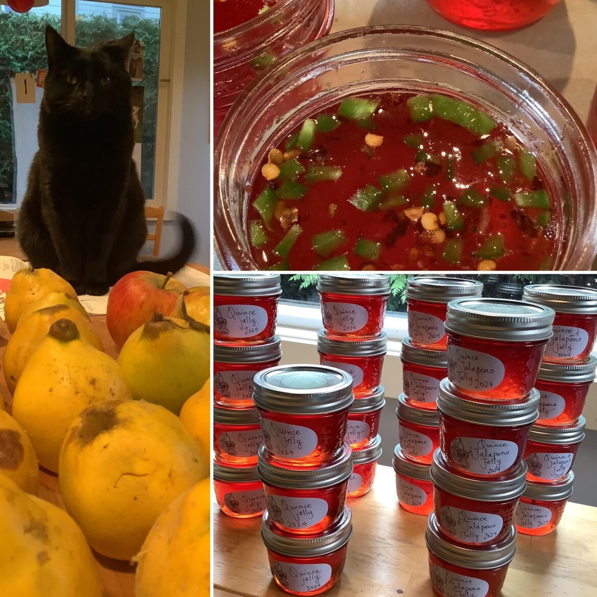 My windfall of quince became jelly, plain and jalapeño. 24 jars from 3.5kg. Thanks for your suggestions!