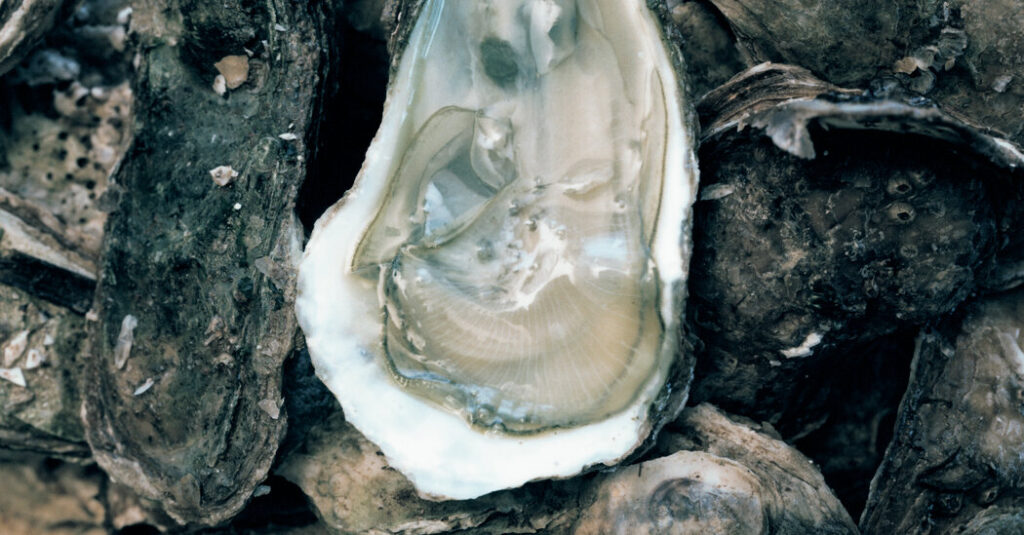 Are Shellfish Good for You?