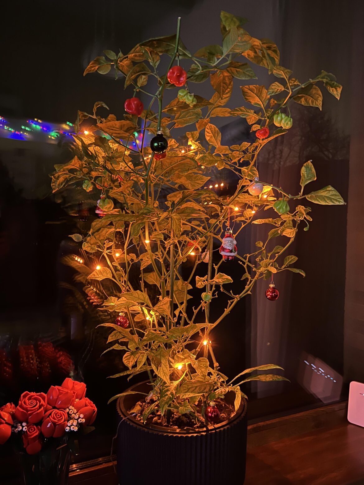 My 1.5 year old Christmas Habanero 🎄