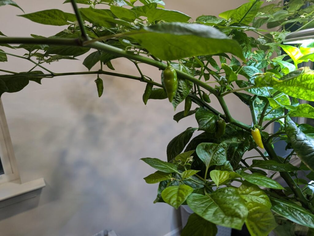 Jury rigged alligator jigsawpepper hydroponic setup