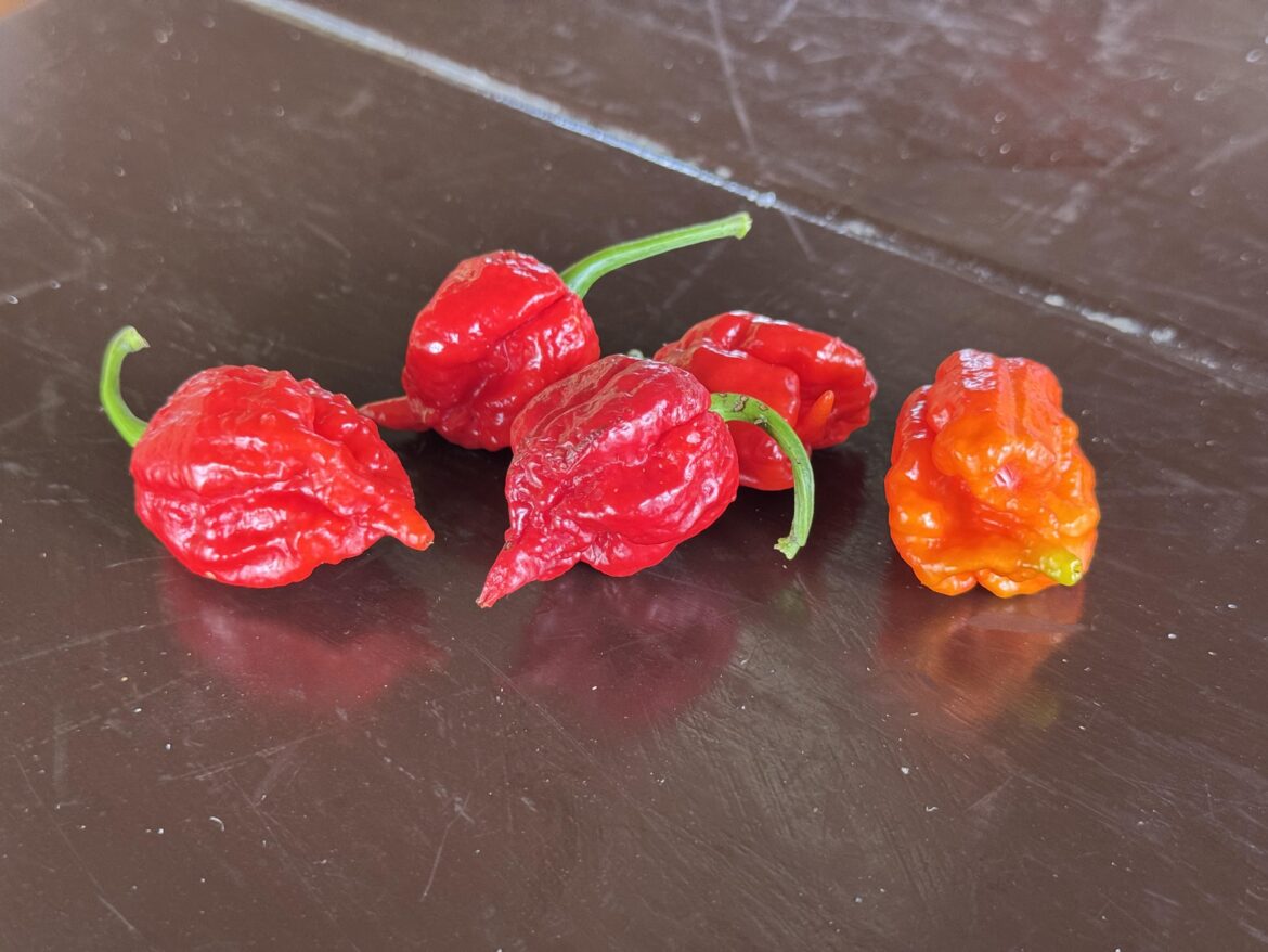 He said they made it with habaneros. I said show me…