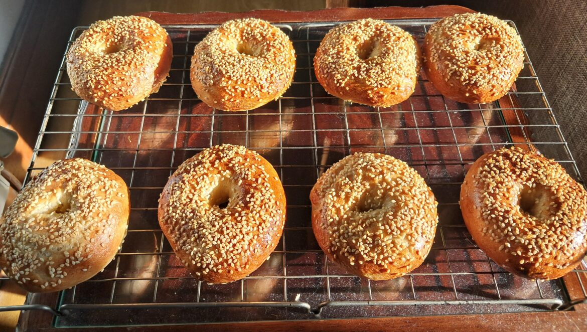 My first attempt at making bagels. What do yall think?