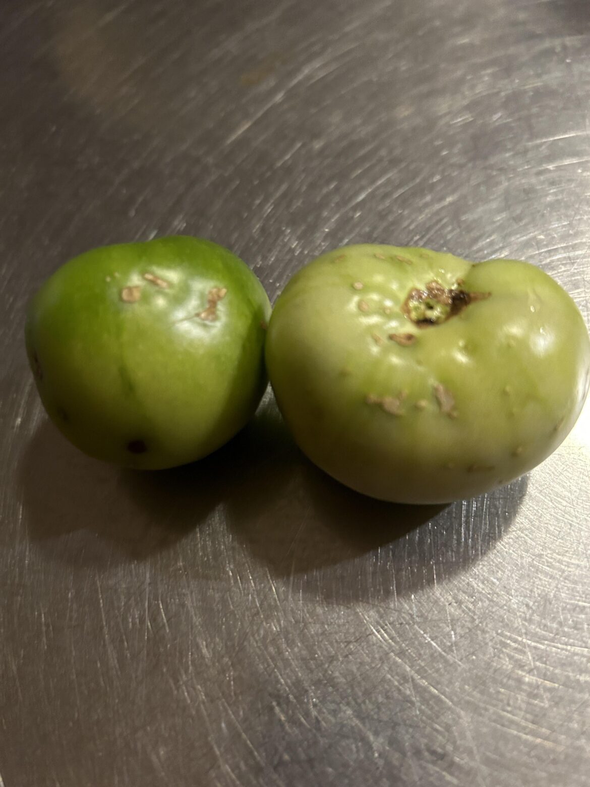 Spotty green tomatoes