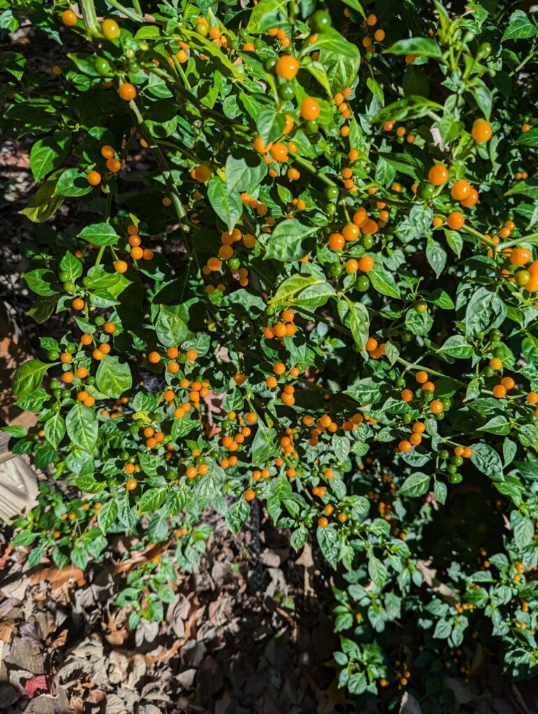 The Charapitas continue!