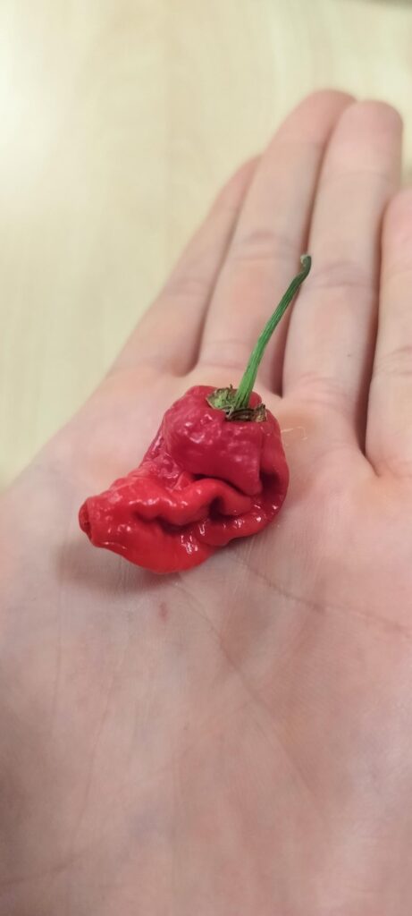 I ate my first Carolina Reaper two days ago. Honest review! I ate my first Carolina Reaper two days ago. Honest review!