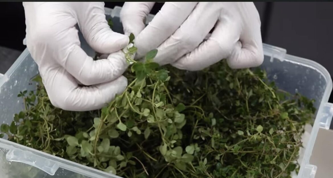 What is this herb called?