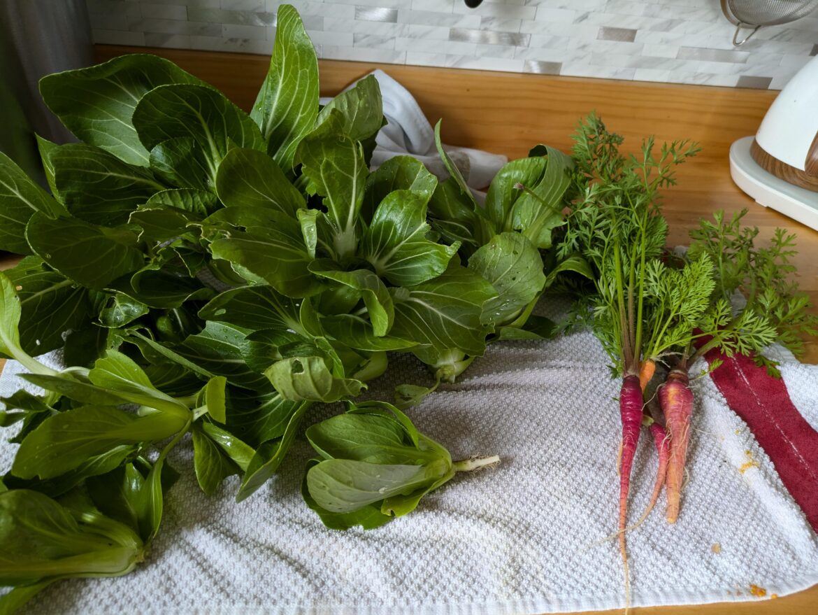 Last harvest the morning of the first snow. Last harvest the morning of the first snow.