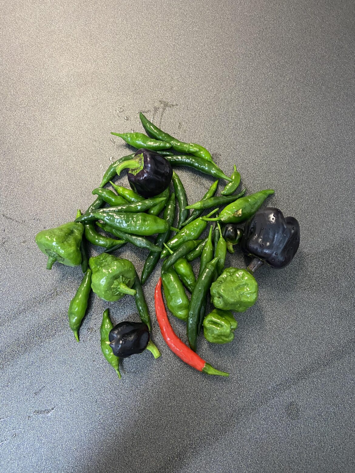 My last chilli harvest before scrapping the plants due to whitefly infestation 😢