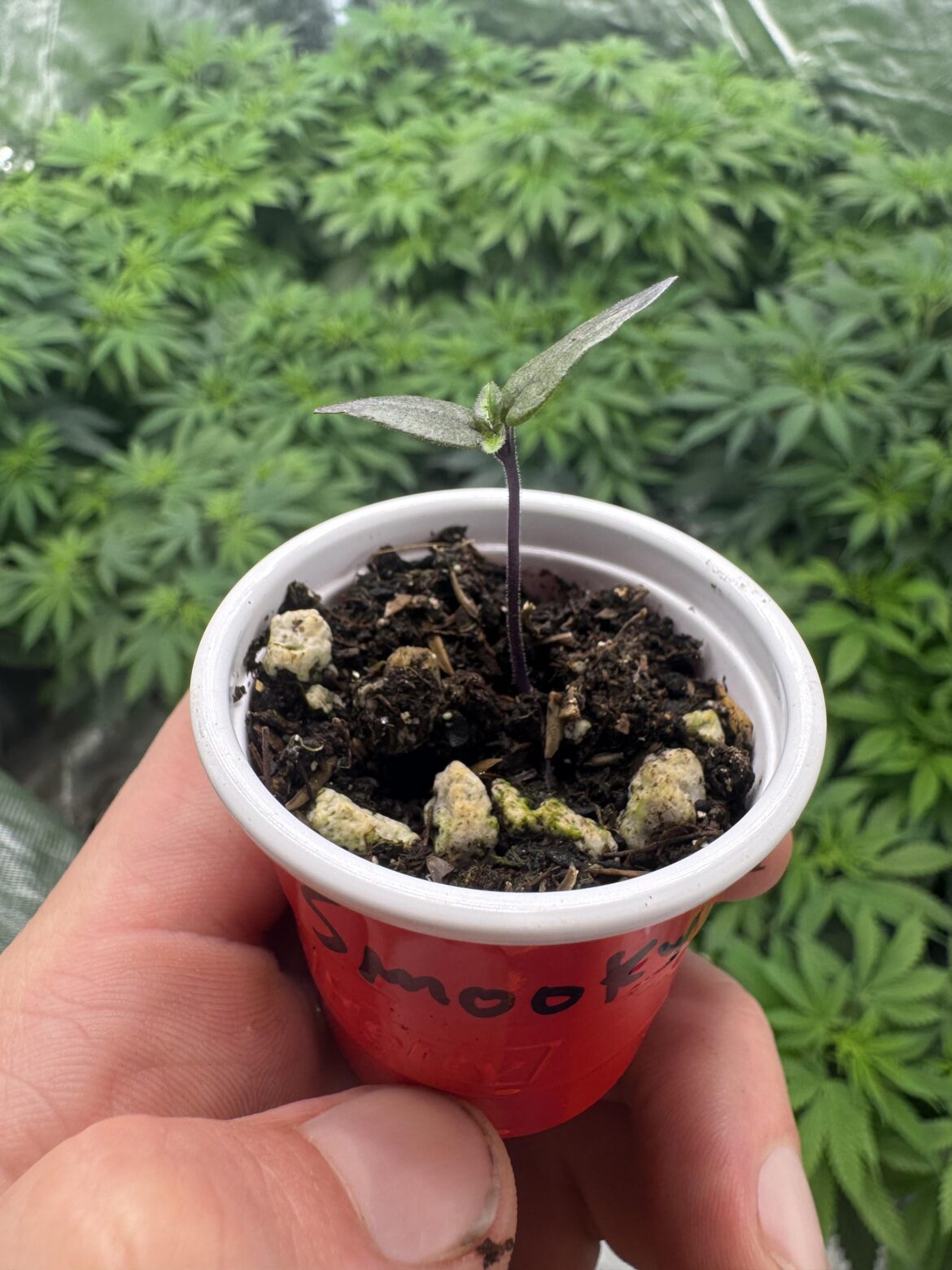 Stoked for my first go at peppers