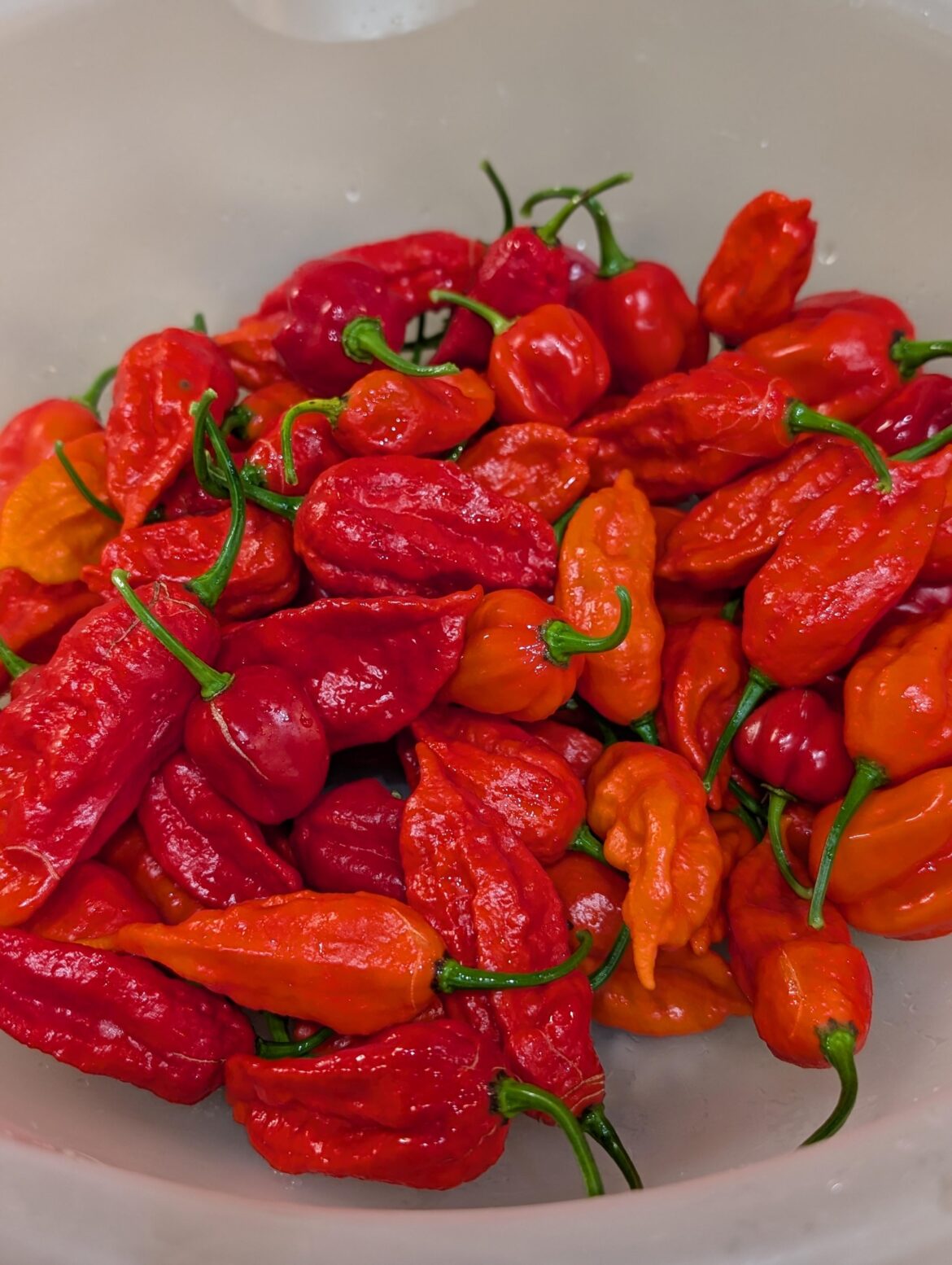 Finally got more than a onesie, twosies harvest!