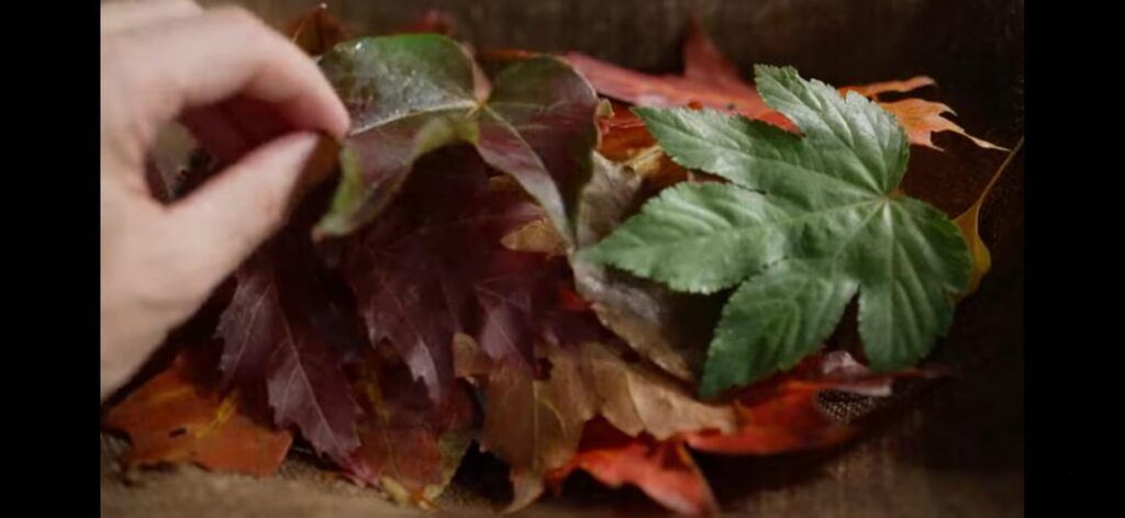 A Story of leaves and Noma