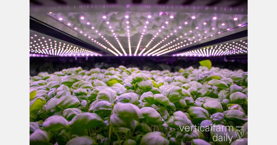 Fresh hydroponically grown food a hit at Thanksgiving Fresh hydroponically grown food a hit at Thanksgiving