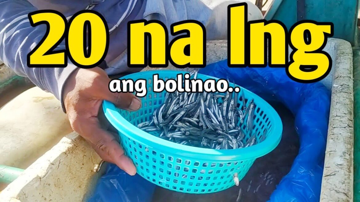 BOLINAO RECIPE | PAKSIW NA ISDA WITH DAHON NG LUYANG DILAW
