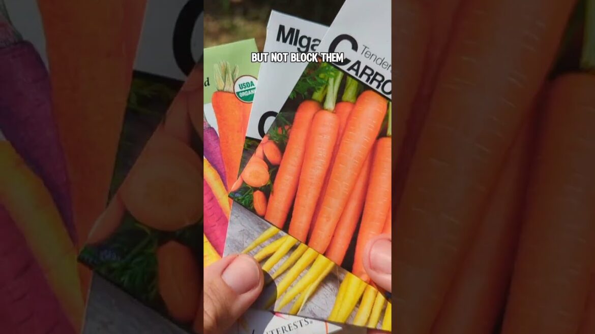 How to grow carrots in Texas! #carrots #texasgarden #fallgardening