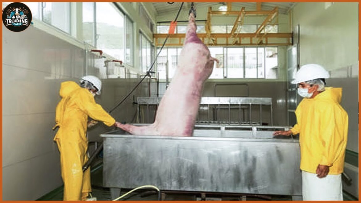 How Millions Of Pigs Are Bred In Italy ? - Modern Pig Processing Plant | Farming Documentary