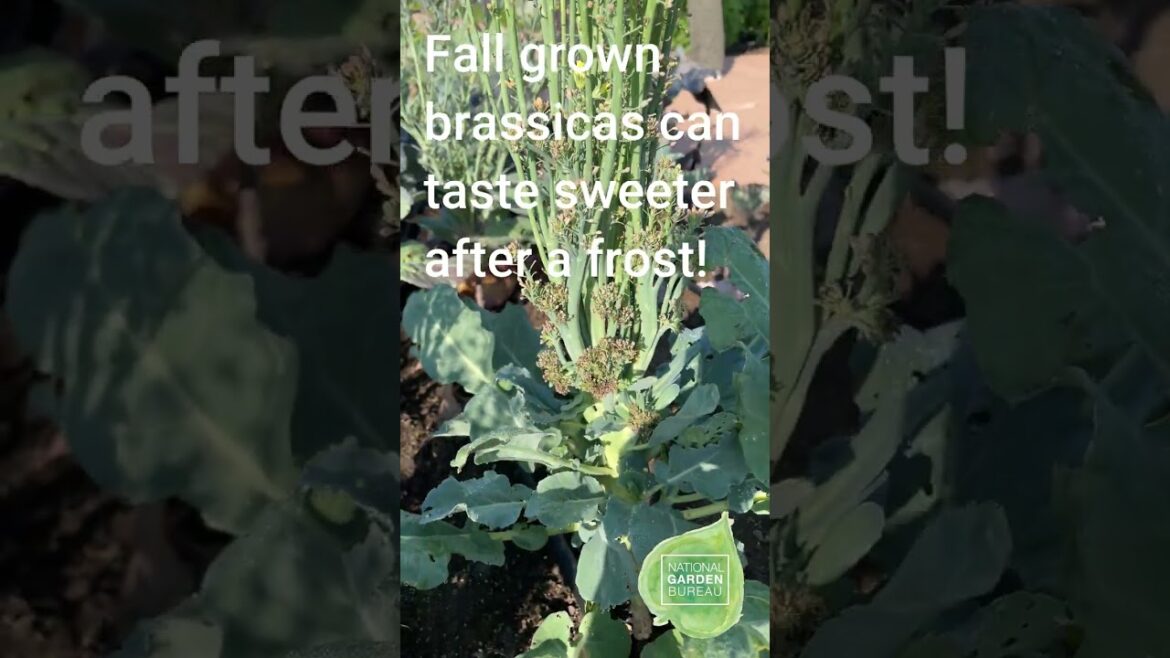 Fall Vegetable Gardening - What to Plant in Cool Weather #gardeningtips