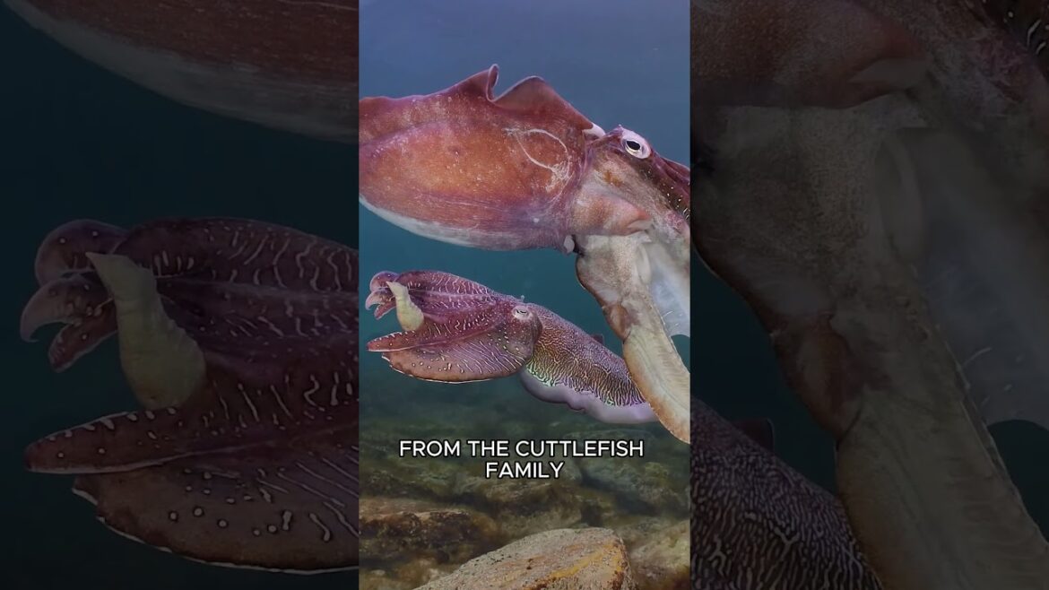 Black Magic: Crni Rizot - Black Risotto