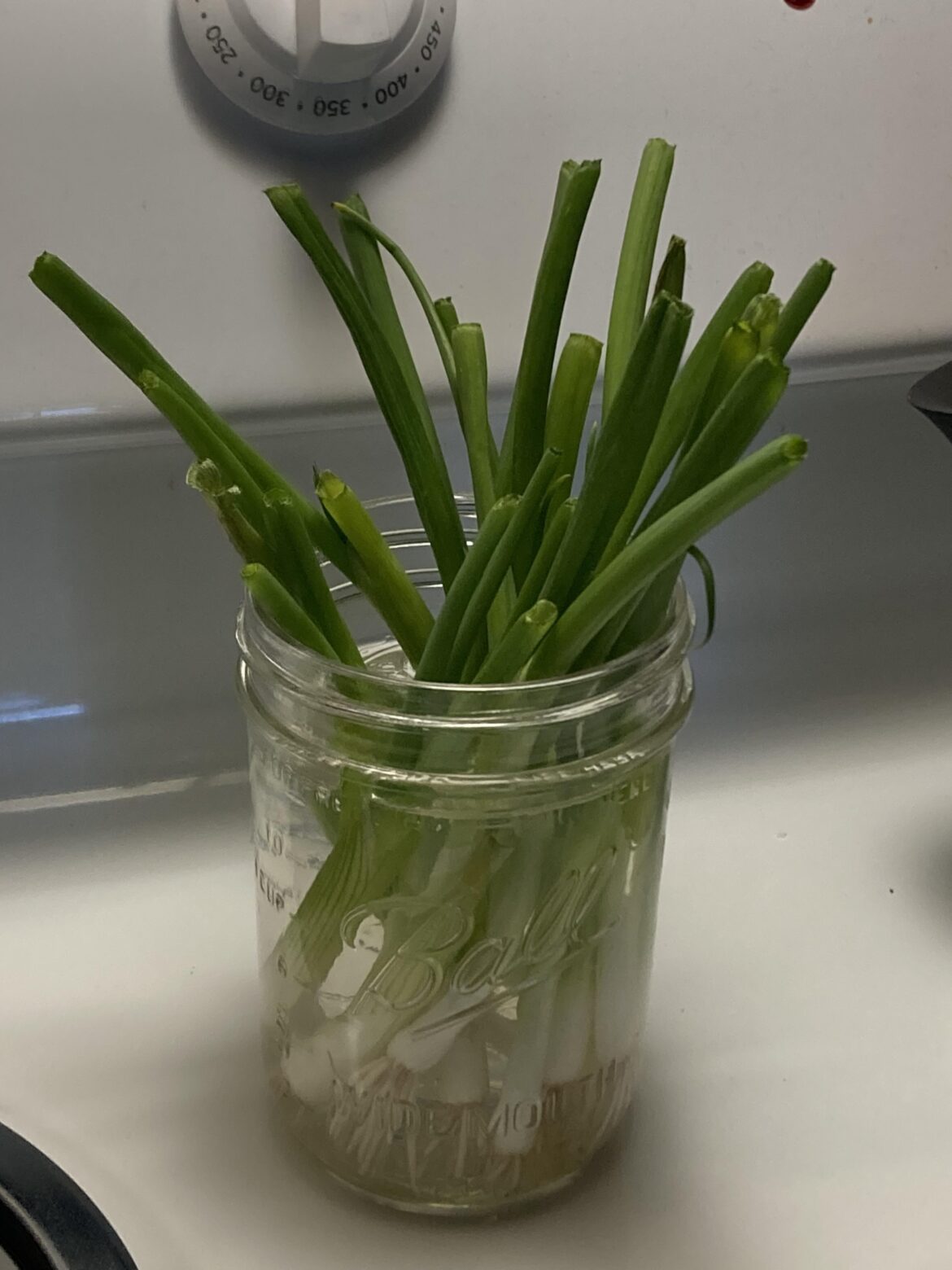 My dad is tempting me, I love eating raw onions and I love eating green onions straight up with salt