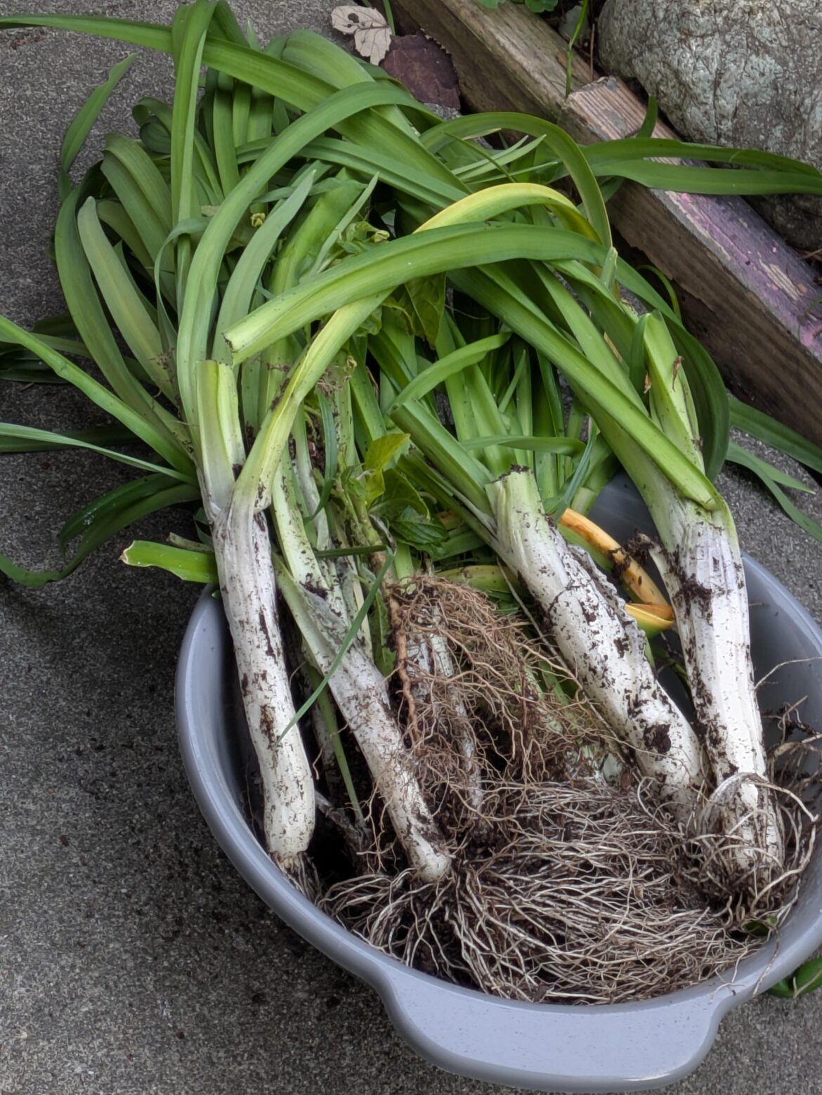 I finally ate the wild onions...