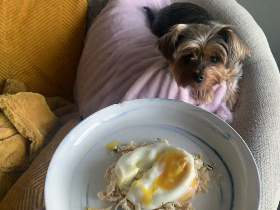 Saturday morning breakfast for Rosie means a poached egg over chicken and spinach