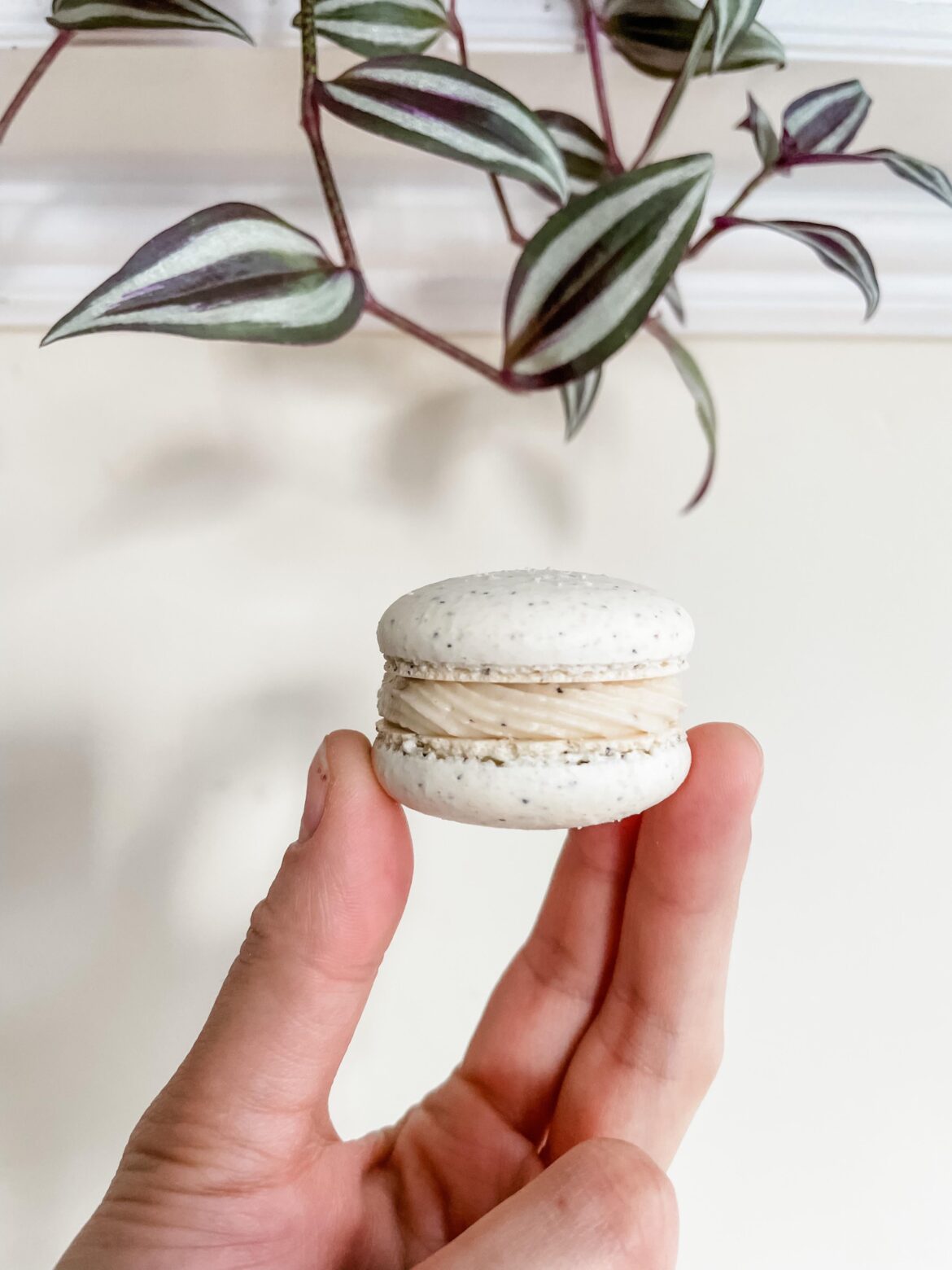 first macs in a while…