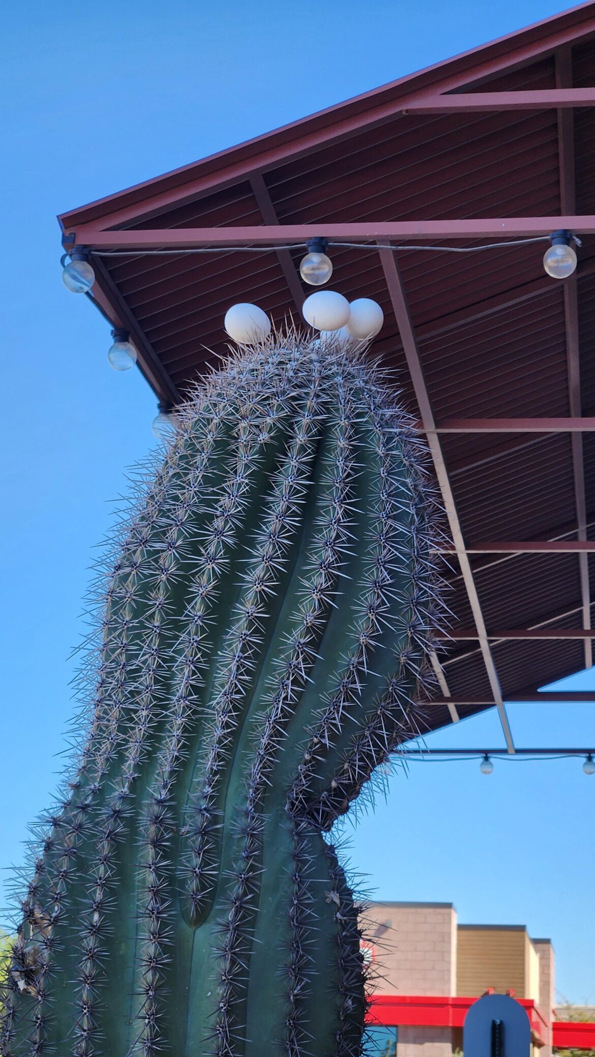 🕊️: Challenge Accepted 🥚🌵