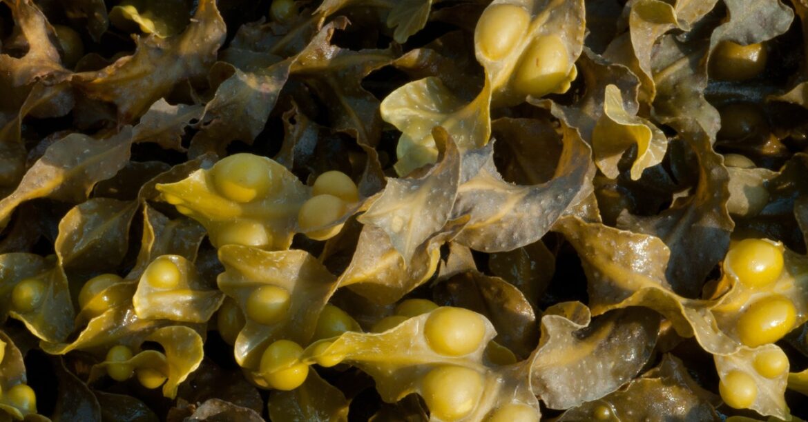 Skip the Sea Kelp Supplements (2024) Skip the Sea Kelp Supplements (2024)