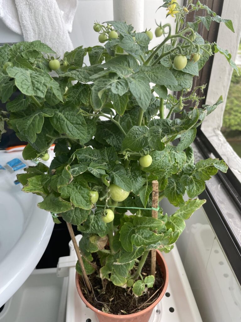 Should I repot this dwarf cherry tomato plant?
