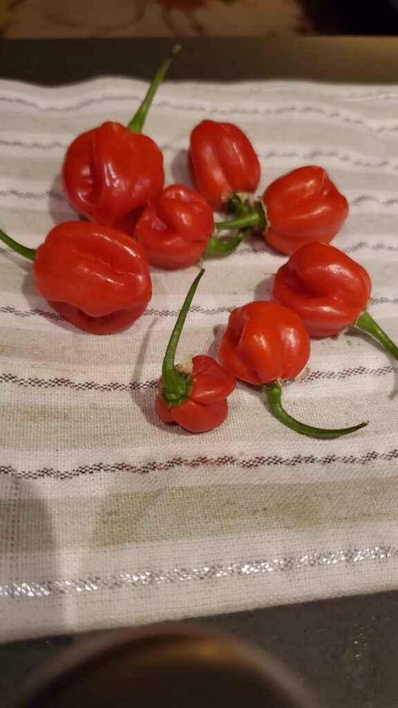 Winter harvest scotch bonnets