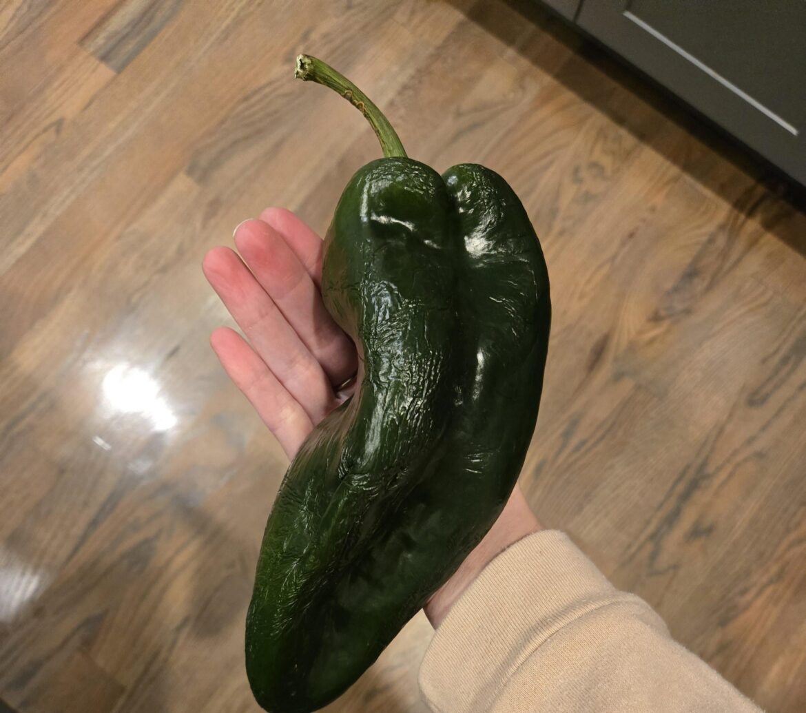 Giant pepper HF gave me this week for fuel chicken fajita tacos!